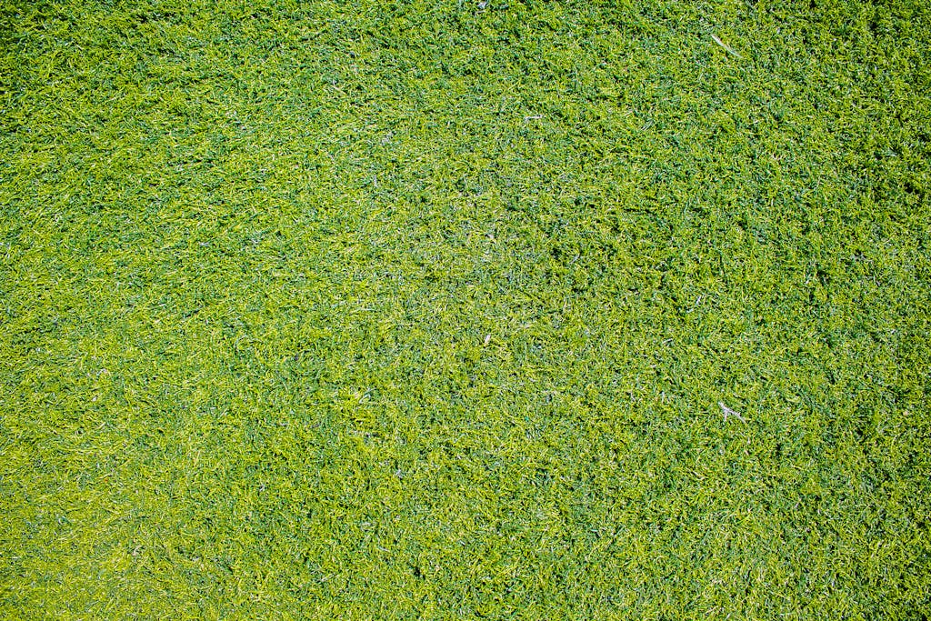Top View Photo of Grass